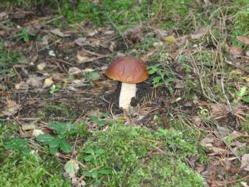 Pilz