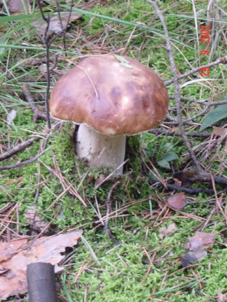 Pilz