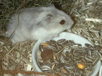 Hamster