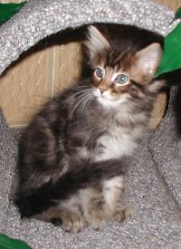 Kater-F