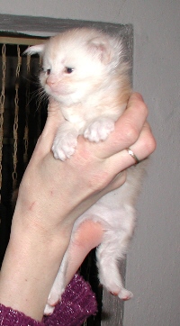 Kater-G