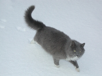 Boris